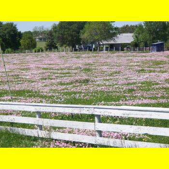 100_0295_wildflowers.JPG 279.5K