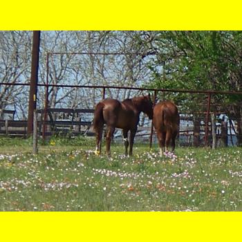 100_0299_2_Horses.JPG 146.8K